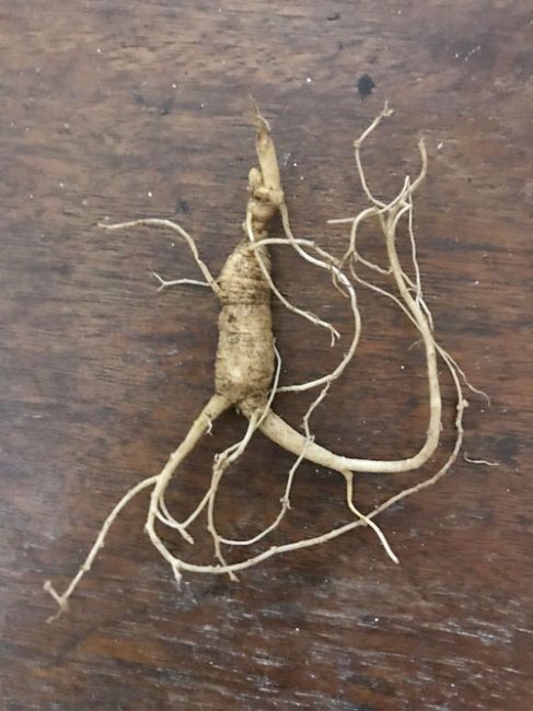 2nd Year Ginseng Root For Planting Nc Ginseng And Goldenseal Company