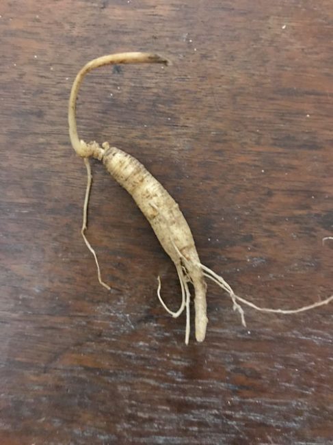 1yr old planting root