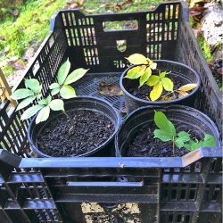 Young ginseng plants available for sale at Eagle Feather Farm