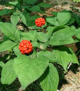 ginseng with berries