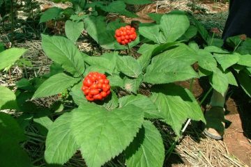 ginseng with berries