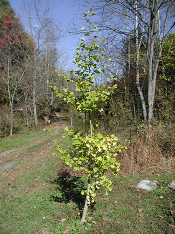 gingotree.jpg