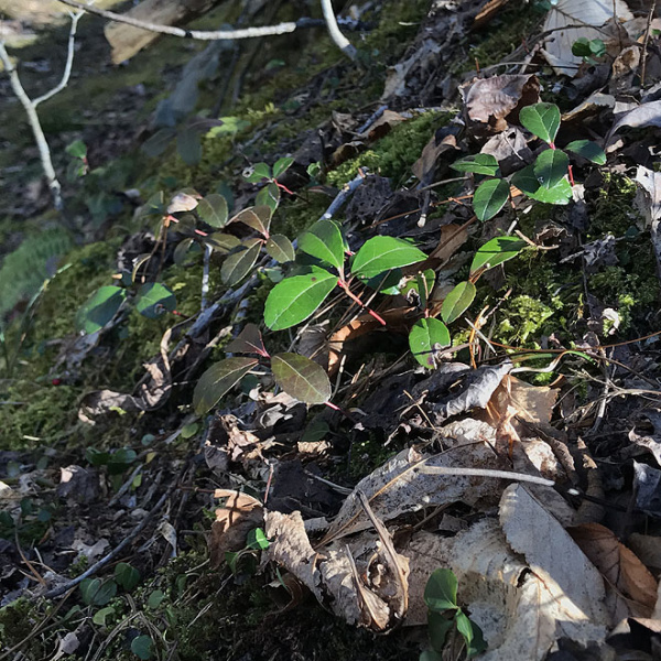 spring_img_0784.jpg