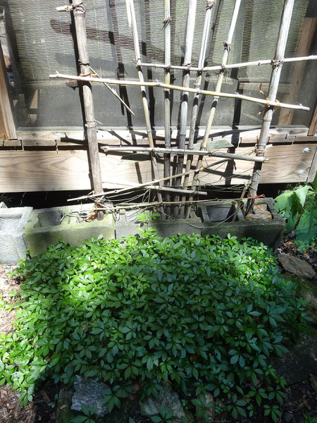 ginseng_hunt_2017-dsc00068.jpg