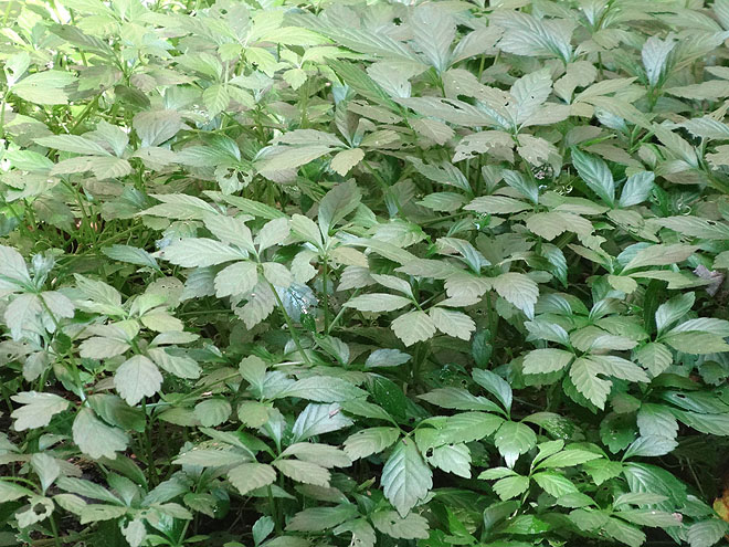 ginseng_hunt_2017-dsc00072.jpg