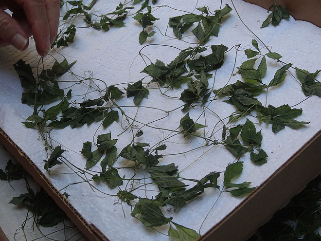 ginseng_hunt_2017-dsc00073.jpg