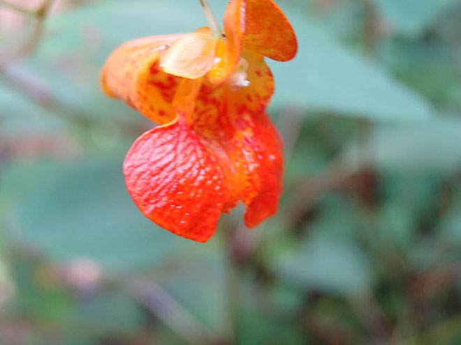 ginseng_hunt_2017-dsc00077.jpg