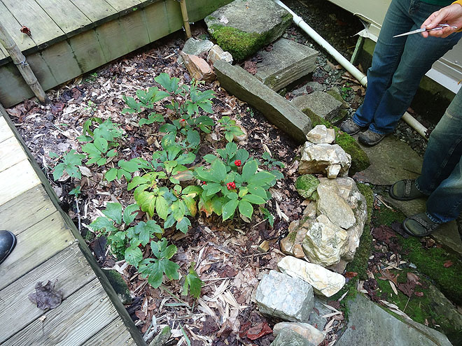 ginseng_hunt_2017-dsc00079.jpg