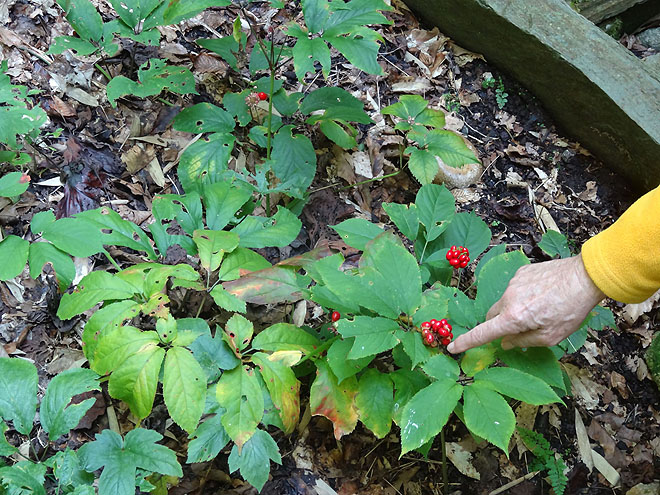ginseng_hunt_2017-dsc00081.jpg