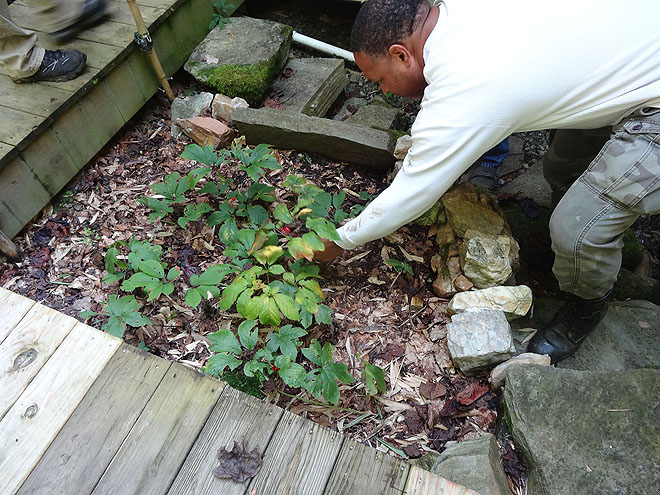 ginseng_hunt_2017-dsc00085.jpg