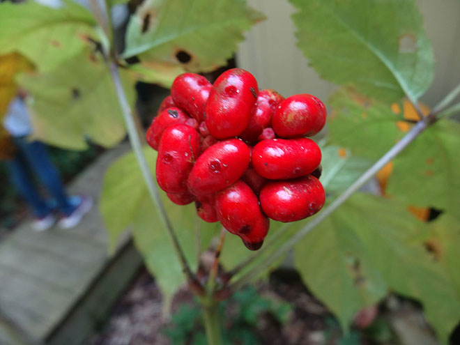 ginseng_hunt_2017-dsc00087.jpg