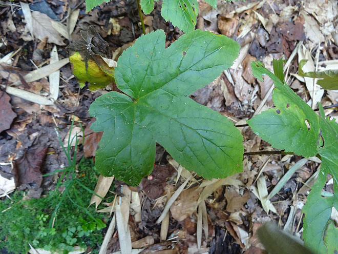 ginseng_hunt_2017-dsc00092.jpg