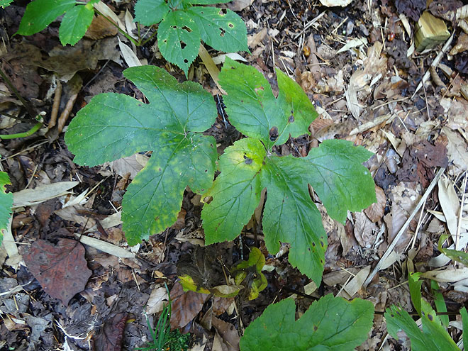ginseng_hunt_2017-dsc00093.jpg