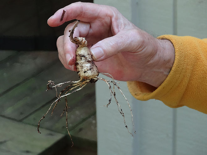 ginseng_hunt_2017-dsc00096.jpg