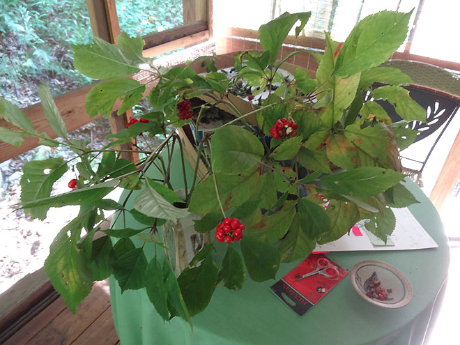 ginseng_hunt_2017-dsc00098.jpg