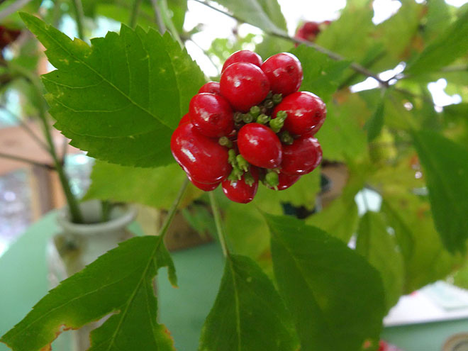 ginseng_hunt_2017-dsc00099.jpg