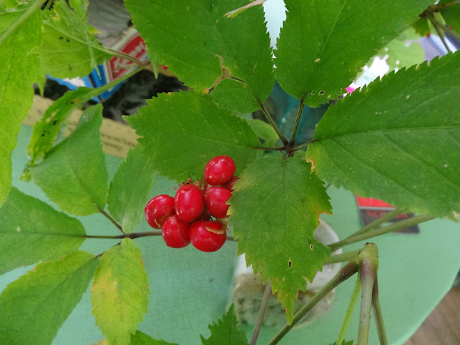 ginseng_hunt_2017-dsc00101.jpg