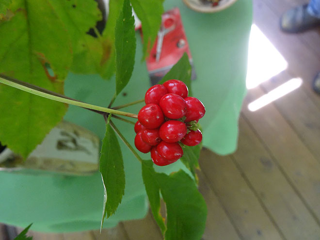 ginseng_hunt_2017-dsc00102.jpg