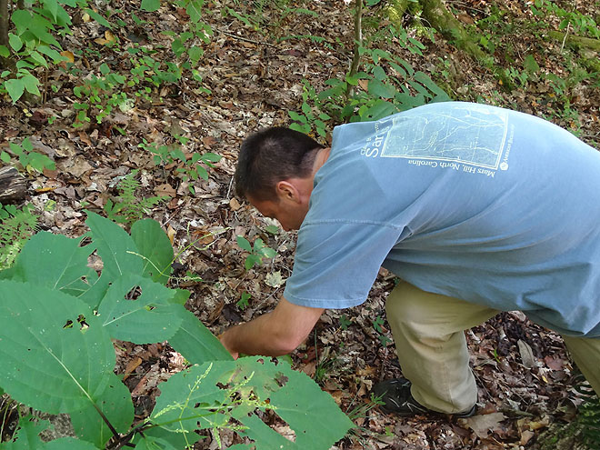ginseng_hunt_2017-dsc00104.jpg