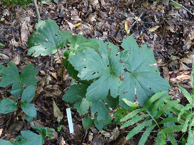 ginseng_hunt_2017-dsc00105.jpg