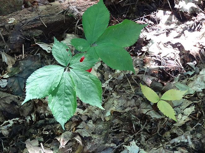 ginseng_hunt_2017-dsc00107.jpg