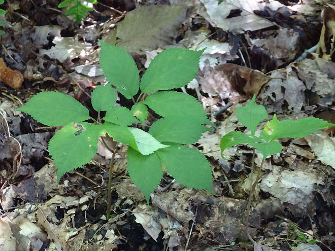 ginseng_hunt_2017-dsc00109.jpg