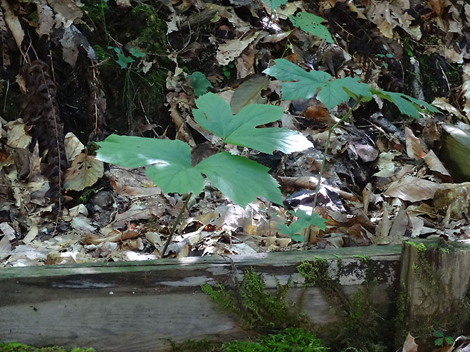 ginseng_hunt_2017-dsc00110.jpg