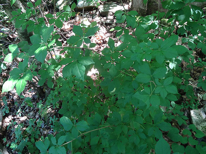 ginseng_hunt_2017-dsc00111.jpg