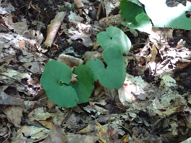 ginseng_hunt_2017-dsc00115.jpg