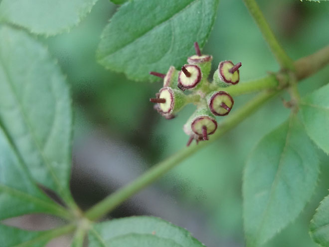 ginseng_hunt_2017-dsc00117.jpg