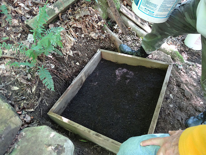 ginseng_hunt_2017-dsc00123.jpg