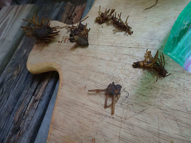 ginseng_hunt_2017-dsc00127.jpg