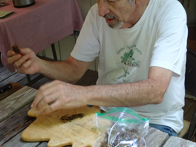 ginseng_hunt_2017-dsc00128.jpg