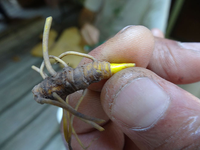 ginseng_hunt_2017-dsc00130.jpg