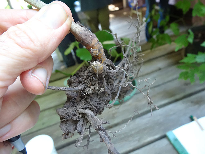 ginseng_hunt_2017-dsc00132.jpg