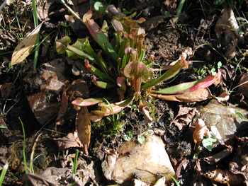 pitcherplant.jpg