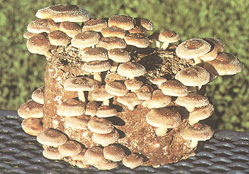 shiitake.jpg