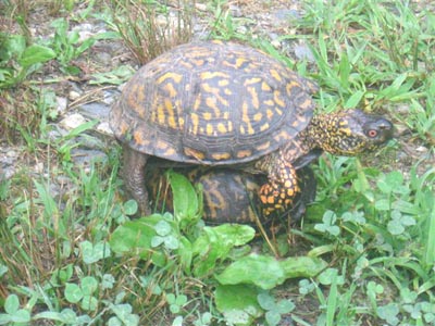procreating_turtles.jpg