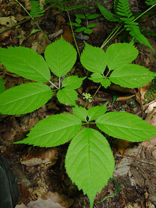 american_ginsengleaf03.jpg