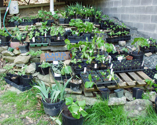 shadeplantsales.jpg