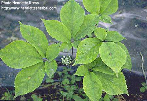 panax_quinquefolius1.jpg