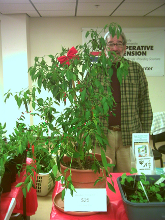 chile_pepper_plant.jpg