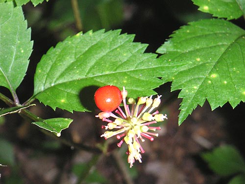 pict0081.jpg
