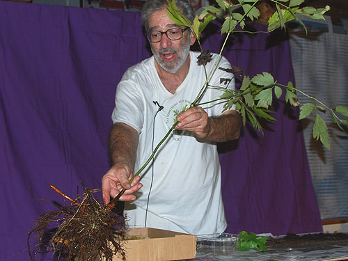 black_cohosh_2010.jpg