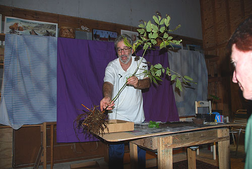 black_cohosh_rhizome_pruning.jpg