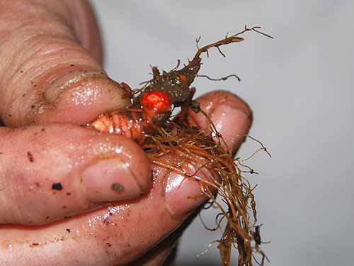bloodroot_2010.jpg