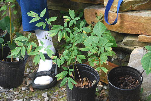 blue_cohosh.jpg