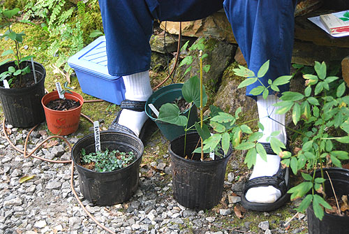 companion_plants.jpg