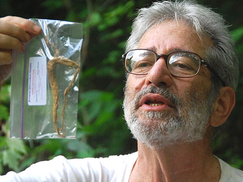 ginseng_2010.jpg