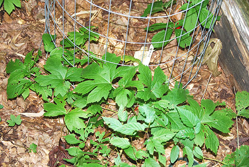 ginseng_goldenseal_slippery_elm.jpg